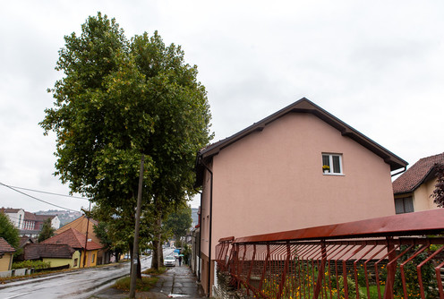 Platan u Radničkoj (foto: Đorđe Đoković)