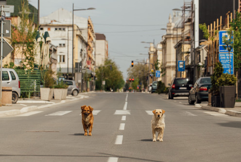 Psi lutalice (foto: DjordjeDjokovic)