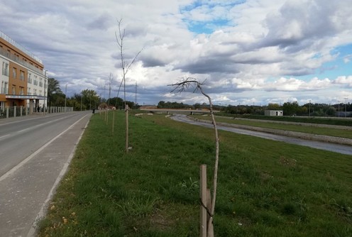 Osučene sadnice u Ulici Mirka Obradovića (foto: Kolubarske.rs)