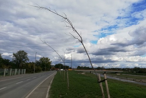 Osušene sadnice u Ulici Mirka Obradovića (foto: )