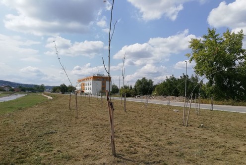 Sadnice u Ulici Mirka Obradovića (oktobar 2022.) (foto: Kolubarske.rs)