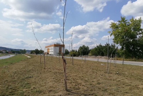 Osušene sadnice u Ulici Mirka Obradovića (foto: )