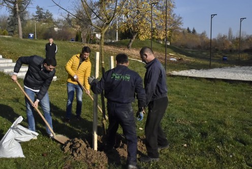 Sadnja drveća (foto: www.valjevo.rs)
