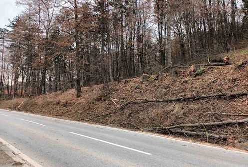 Posečena stabla na Pećini (foto: Kolubarske.rs)