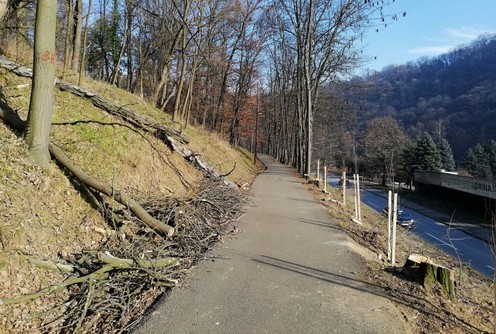 Sadnice hrasta (foto: Kolubarske.rs)