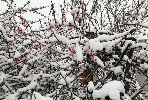 Sneg u aprilu (foto: Kolubarske.rs)
