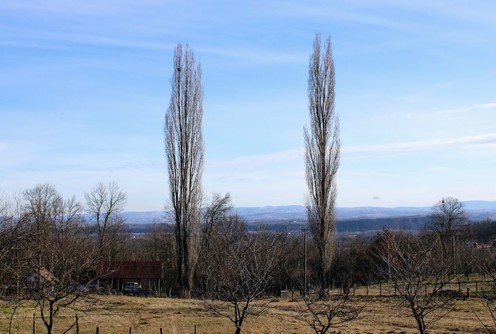 Popučke - topole (foto: Vladimir Pantić)