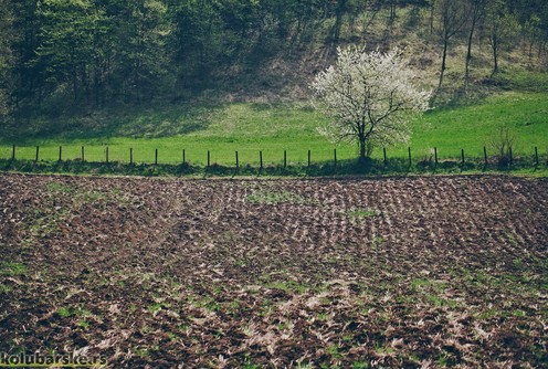 Oranica (ilustracija) (foto: Đorđe Đoković)