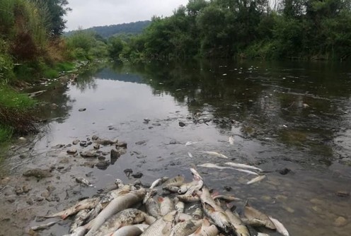 Pomor ribe u Kolubari (arhiva 2021.) (foto: Goran Živanović)