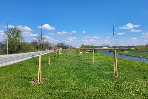 Nove sadnice u Ulici Mirka Obradovića (foto: Kolubarske.rs)