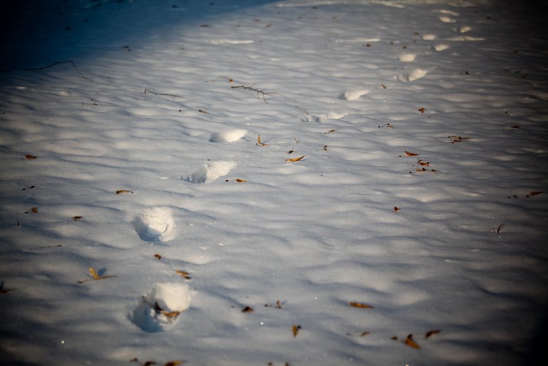 Tragovi (foto: Đorđe Đoković)