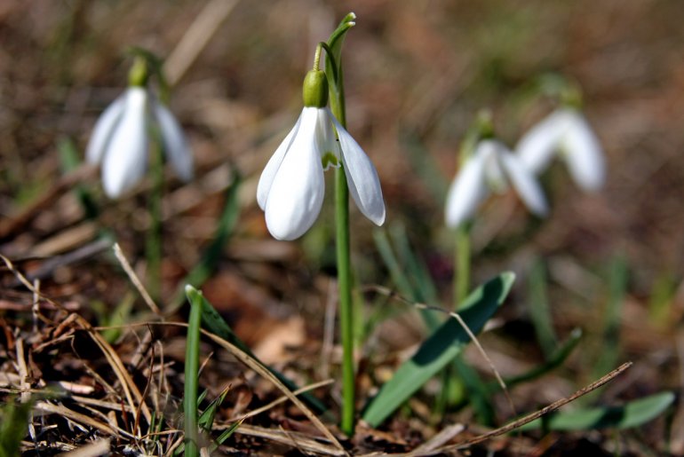 Visibabe (foto: Đorđe Đoković)