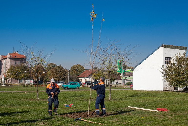 Postavljanje sadnice (foto: Đorđe Đoković)