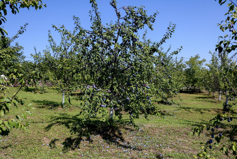 Voćnjak (foto: Đorđe Đoković)