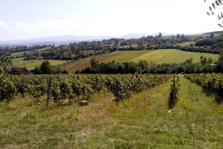 Vinograd porodice Simić (foto: Dejan Davidović)