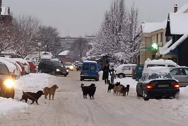 Lutalice u Kolubari 2 (foto: Nataša J.)