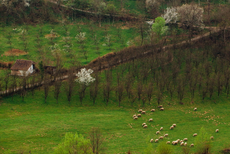 Selo (ilustracija) (foto: Đorđe Đoković)