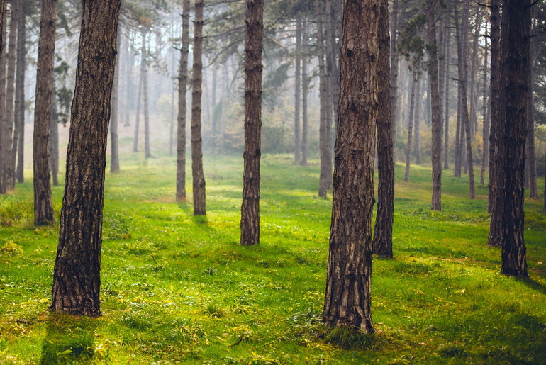 Šuma na Promaji (foto: Đorđe Đoković)