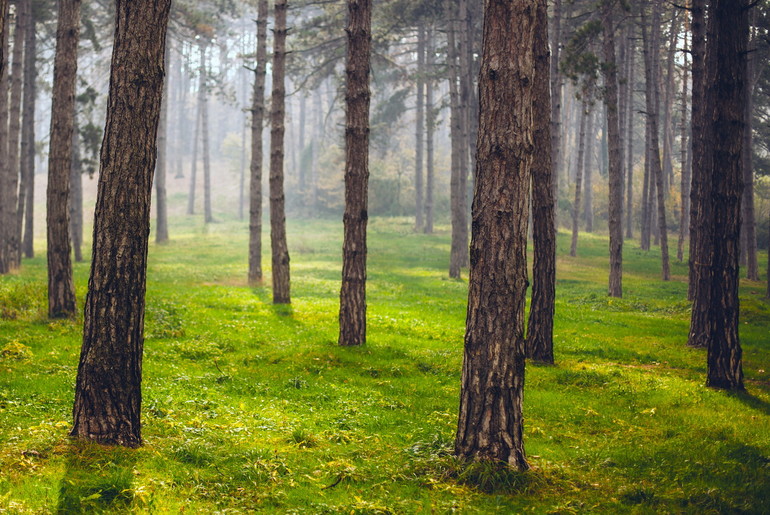 Šuma na Promaji  (foto: Đorđe Đoković)