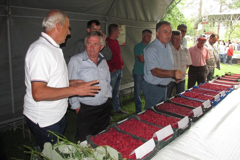 Dan maline u Brankovini (foto: Kolubarske.rs)