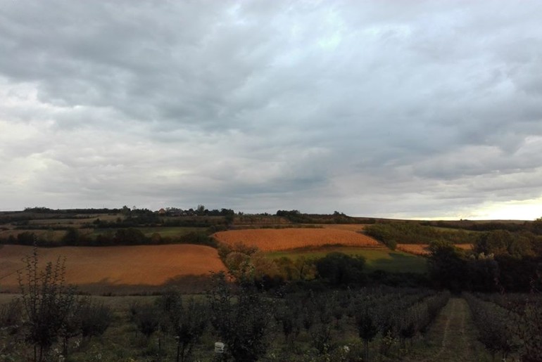 Voćnjak porodice Momirović (foto: Milica Lukić)