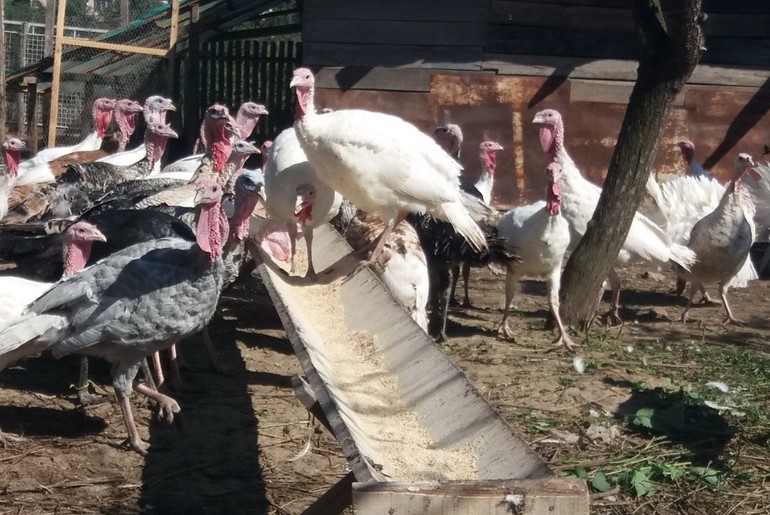 Domaće ćurke (foto: Dragana Nedeljković)