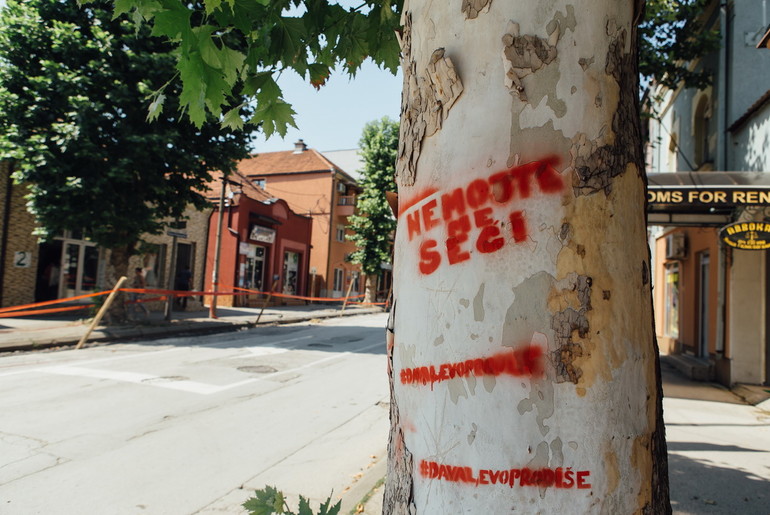 Platan u Ulici Vuka Karadžića (foto: Đorđe Đoković)