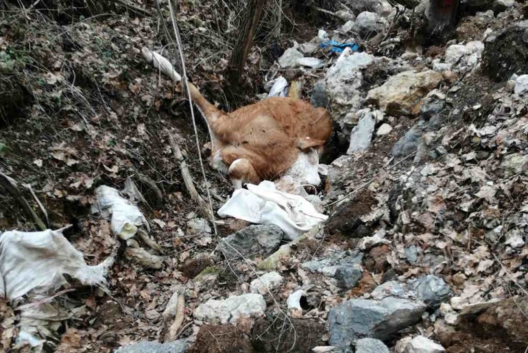 Uginule životinje u potoku pored puta (foto: Komunalna milicija)