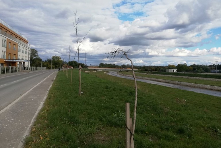 Osučene sadnice u Ulici Mirka Obradovića (foto: Kolubarske.rs)