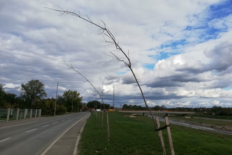 Osušene sadnice u Ulici Mirka Obradovića 