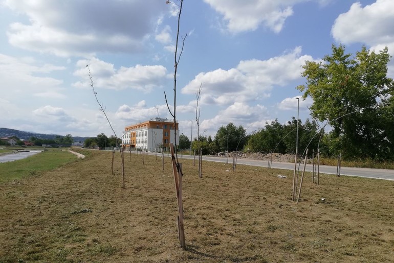 Osušene sadnice u Ulici Mirka Obradovića 