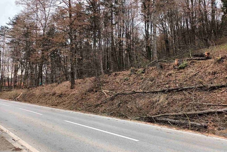 Posečena stabla na Pećini (foto: Kolubarske.rs)