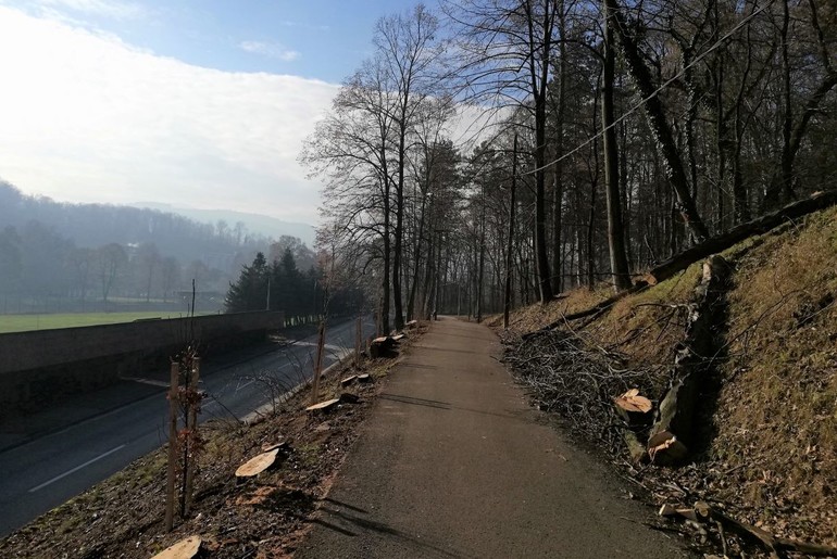 Posečen drvored na Pećini (foto: Kolubarske.rs)