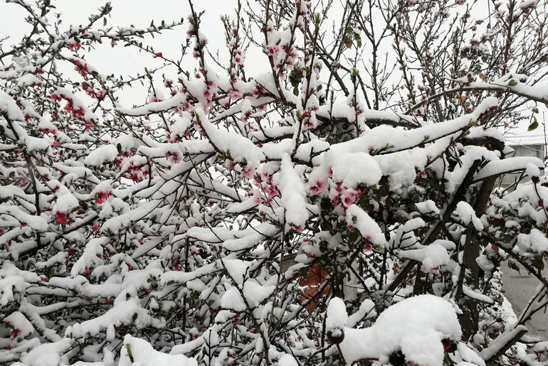 Sneg u aprilu (foto: Kolubarske.rs)