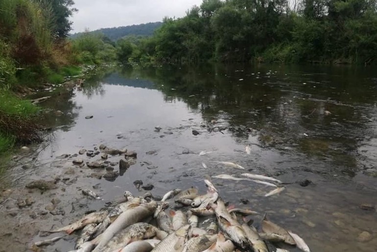 Pomor ribe u Kolubari (arhiva 2021.) (foto: Goran Živanović)