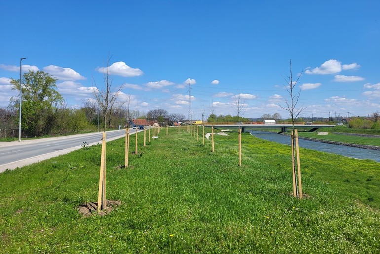 Nove sadnice u Ulici Mirka Obradovića (foto: Kolubarske.rs)